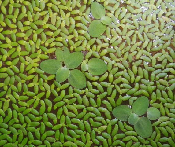Lemna Lemna
